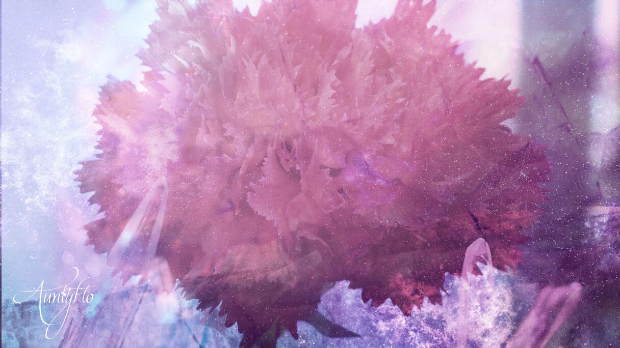 Red Carnation Flower Meaning Dictionary